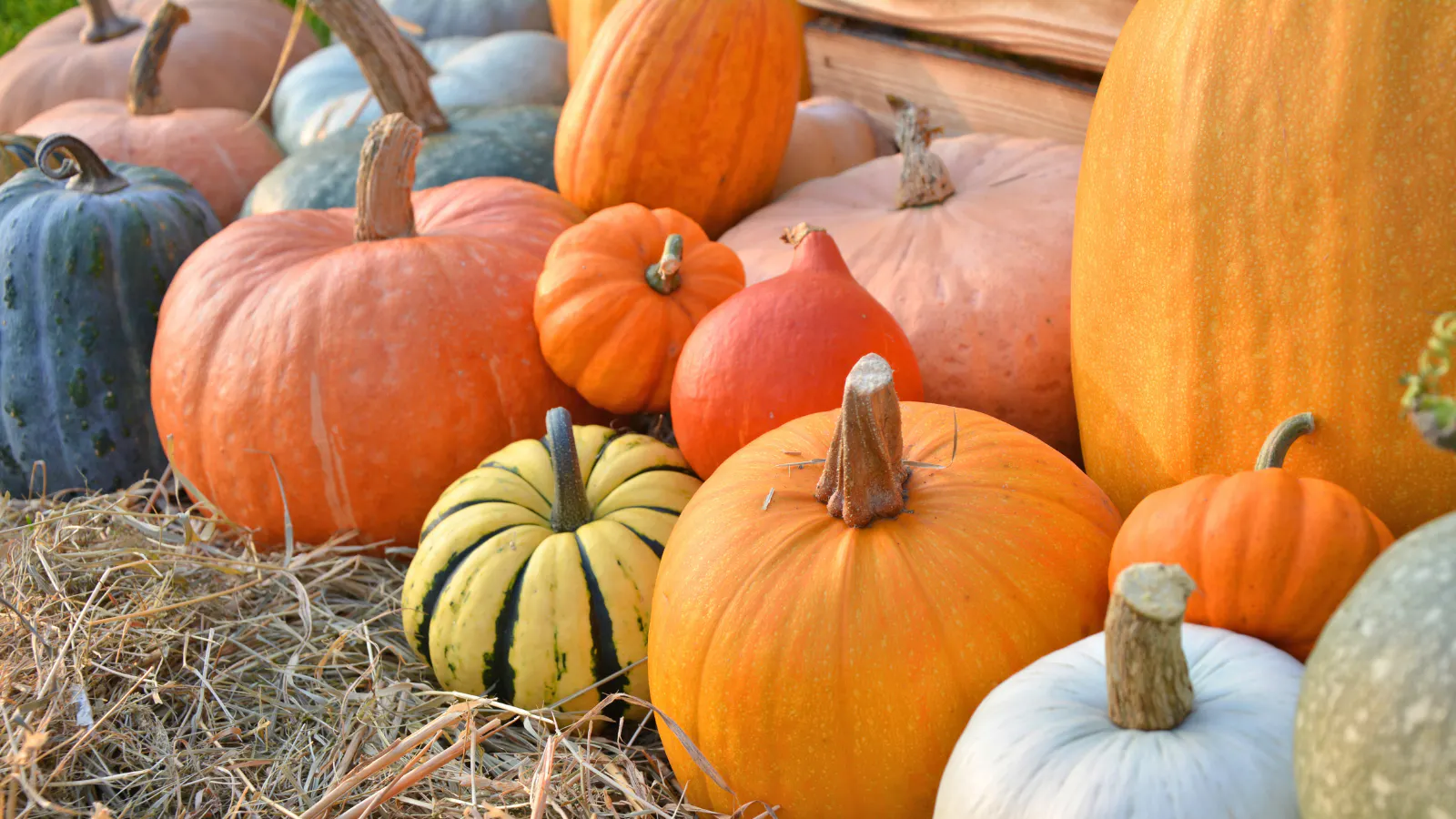 A bunch of different-sized pumpkins.