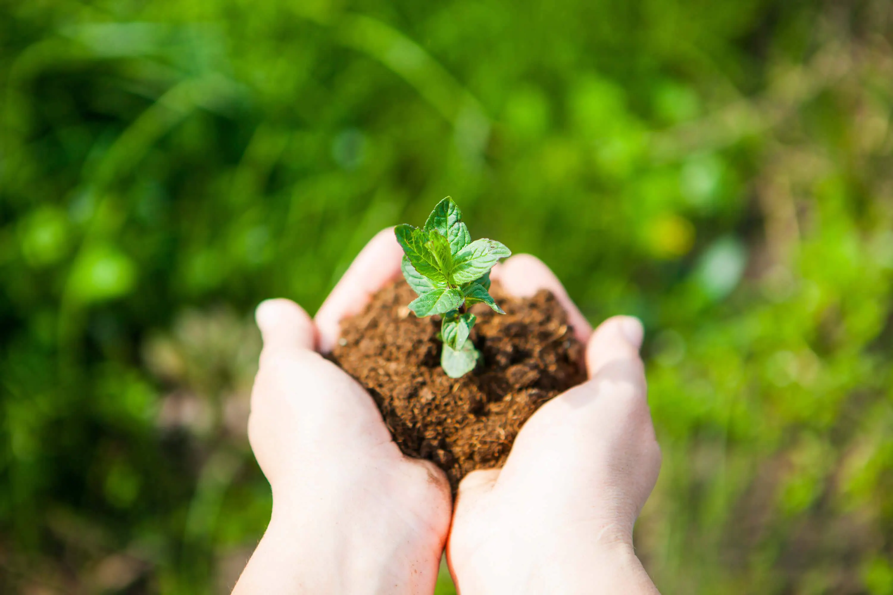 person holds soil with a plant in the middle